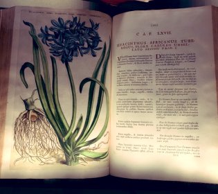 Opengeslagen boek met op de linkerpagina een geïllustreerde bloem in kleur en aan de rechterkant tekst